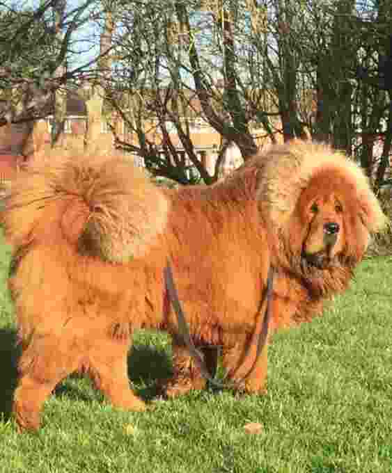 Top 7 most expensive dogs in the world